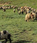 Ενίσχυση για ζωοτροφές και ανασύσταση των κοπαδιών τους ζητούν οι κτηνοτρόφοι της Θεσσαλίας