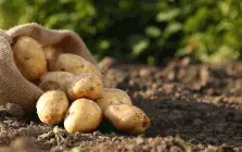 Καταστροφική η φετινή χρονιά για τις πατάτες, με μειωμένη ζήτηση και μεγάλες ποσότητες να μένουν απούλητες στα χωράφια