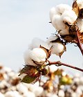 Η παγκόσμια έκταση και παραγωγή βάμβακος προβλέπεται να μειωθούν την καλλιεργητική περίοδο 2026/27
