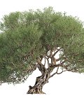 Απλοποίηση ελαιοκομικού μητρώου και πληρωμή από εθνικούς πόρους των ΟΕΦ υποσχέθηκε ο Μαργαρίτης Σχοινάς