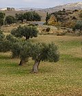 Προβλέψεις για την φετινή παραγωγή ελαιολάδου στην Κρήτη, που κυμαίνονται οι τιμές