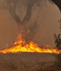 ΓΕΩΤΕΕ Ανατολικής Στερεάς Ελλάδας για δασικές πυρκαγιές, κάλεσμα αλληλεγγύης από Πανλαρισαϊκο Αγροτοκτηνοτροφικό Σύλλογο