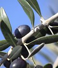 Ισπανικές οργανώσεις παραγωγών: Προβληματισμός για καύσωνες και προσοχή στις προβλέψεις παραγωγής ελαιολάδου