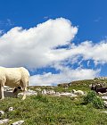 Σε κρίσιμο σταυροδρόμι η νομαδική κτηνοτροφία – Η Σαμαρίνα έχει αδειάσει – Τι ζητούν οι μετακινούμενοι κτηνοτρόφοι