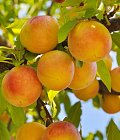 Ξεκίνησαν συγκομιδές για υπερπρώιμες ποικιλίες σε επιτραπέζια ροδάκινα και νεκταρίνια, προβλέψεις παραγωγής 2026 στην Ευρώπη