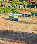 Ανακοινώθηκαν τα ποσά ενίσχυσης και οι δικαιούχοι τεσσάρων μελισσοκομικών δράσεων