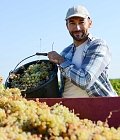 Τρύγος 2026: Καταστροφική χρονιά για Σαντορίνη, τιμές παραγωγού ανακοίνωσε η ΕΟΣ Σάμου, ξεκίνησε παραλαβές η Ένωση Ηρακλείου