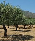Δακοκτονία: Ποιοι παραγωγοί απαλλάσσονται από την εισφορά