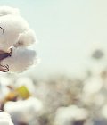 Πτώση 4% στην παγκόσμια παραγωγή βάμβακος το 2026/27 λόγω χαμηλών τιμών και αδύναμης ζήτησης