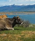Νέες εντάξεις στις αυτόχθονες φυλές, δημοσιεύθηκε η απόφαση για διατήρηση γενετικών πόρων στην κτηνοτροφία με κονδύλι 7,7 εκ. ευρώ