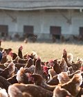 Αλλαγές στην ΚΥΑ για επενδυτικά σχέδια ΜΜΕ ως προς τις πτηνοτροφικές μονάδες – Τι προβλέπεται