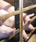 Αλλαγές στον προϋπολογισμό φέρνει τροποποιητική απόφαση για τη δράση της καλής μεταχείρισης των χοίρων