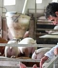 Επικαιροποίηση Οδηγού HACCP στα σφαγεία οπληφόρων: ενισχύονται τα μέτρα βιοασφάλειας