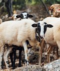 Κτηματολόγιο: Φόβος απώλειας περιουσιών στην Κρήτη – Τι ζήτησε ο πρόεδρος Συλλόγου Κτηνοτρόφων Ρεθύμνης, Γιώργος Βενιεράκης