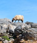Εντοπίστηκε νέο κρούσμα ευλογιάς των αιγοπροβάτων στις Σέρρες, σε απόγνωση οι κτηνοτρόφοι