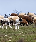 Στο ΦΕΚ η αποζημίωση για απώλεια εισοδήματος κτηνοτρόφων, ποιοι τη δικαιούνται και τα ποσά ενίσχυσης