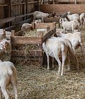 Νέα στρατηγική στην ευρωπαϊκή κτηνοτροφία ανακοίνωσε η Κομισιόν με στόχο την κερδοφορία, τι θα περιλαμβάνει