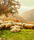 4 επιβεβαιωμένα κρούσματα ευλογιάς στην Αρκαδία, 17 στρατιωτικοί κτηνίατροι για αφθώδη πυρετό στην Λέσβο