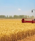Την επόμενη εβδομάδα ξεκινά αλωνισμός στο κριθάρι και μετά τις 10 Ιουνίου στο σιτάρι, εικόνα της καλλιέργειας και τάση της αγοράς