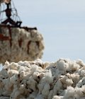 Βαμβάκι στα Φάρσαλα: Καλή εικόνα στα χωράφια – Η ζυγαριά θα δείξει την τελική απόδοση