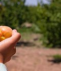 Που κυμάνθηκαν φέτος οι τιμές στις επιτραπέζιες ποικιλίες βερικόκων και στα βιομηχανικά Μπεμπέκου