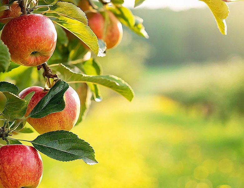 Πληρώθηκε ad hoc στα μήλα, ποιοι δεν είδαν χρήματα, τι θα γίνει με ζημιές παγετών 2025
