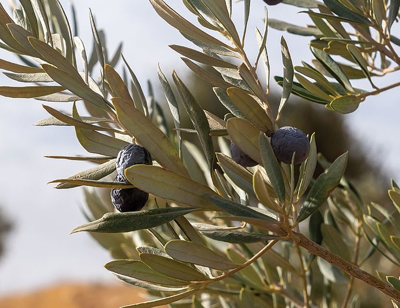 Σύσκεψη στην Μεσσηνία για δακοκτονία, τιμές λαδιού, αποζημιώσεις και σκάνδαλο ΟΠΕΚΕΠΕ
