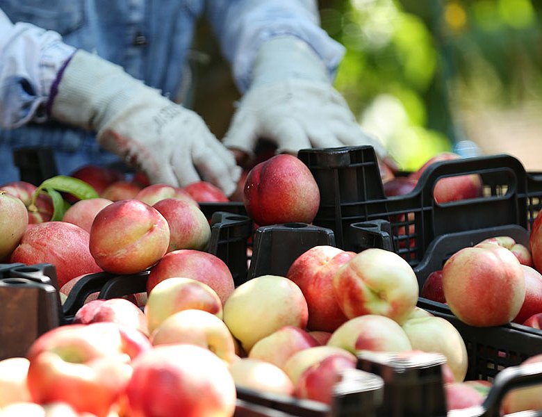 Κάνουν ελέγχους για δελτία αποστολής στα χωράφια και μοιράζουν πρόστιμα 500 ευρώ