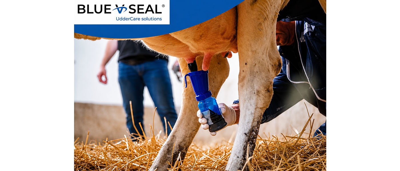 blue seal σε αγελάδα