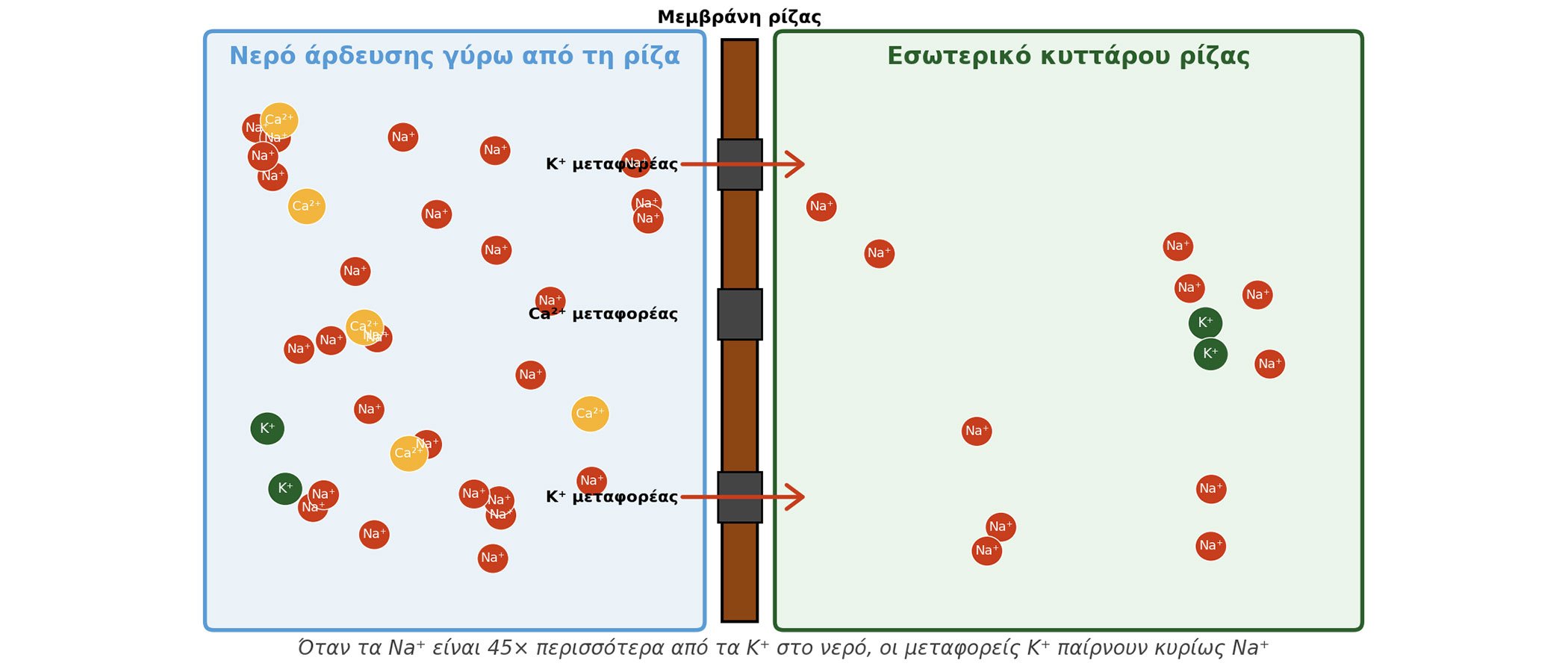Όταν το νερό άρδευσης αλλάζει τους κανόνες της θρέψης