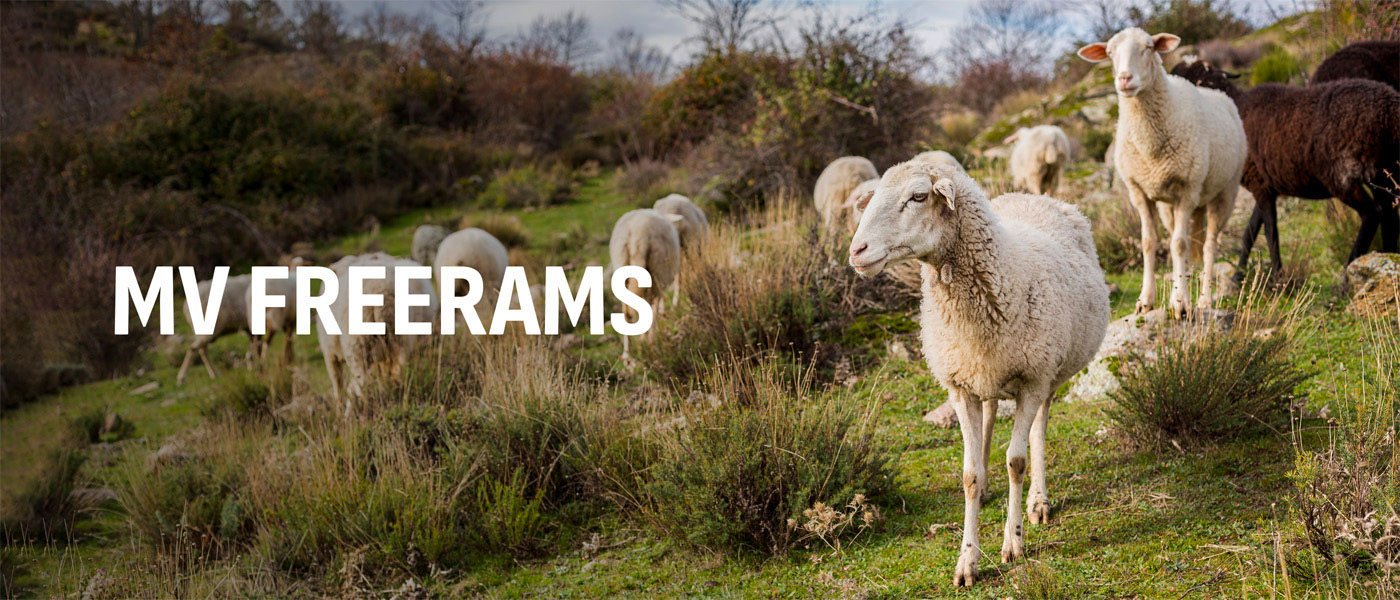 Επιχειρησιακή Ομάδα MVFREE RAMS 