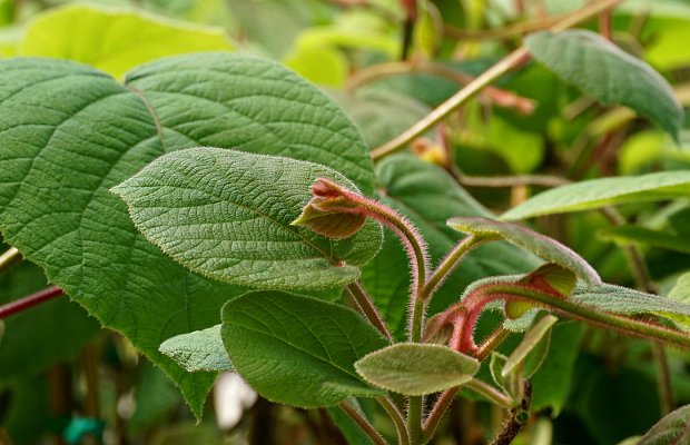 Φυτεύσεις ακτινιδιάς: Όσα πρέπει να γνωρίζουν οι παραγωγοί