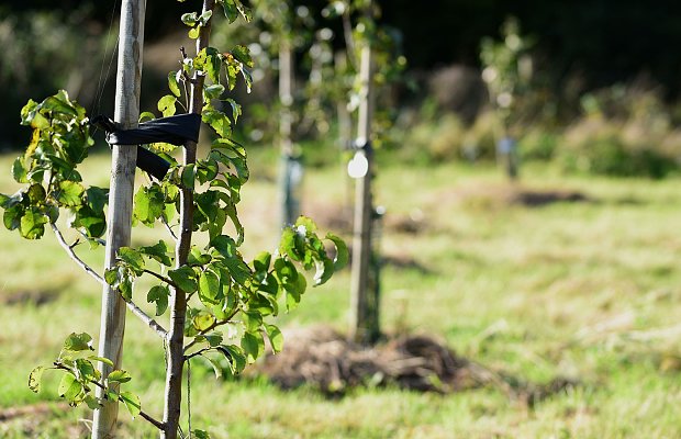 Φυτεύσεις αχλαδιάς: Τι πρέπει να γνωρίζει ο παραγωγός για την εγκατάσταση αχλαδεώνα