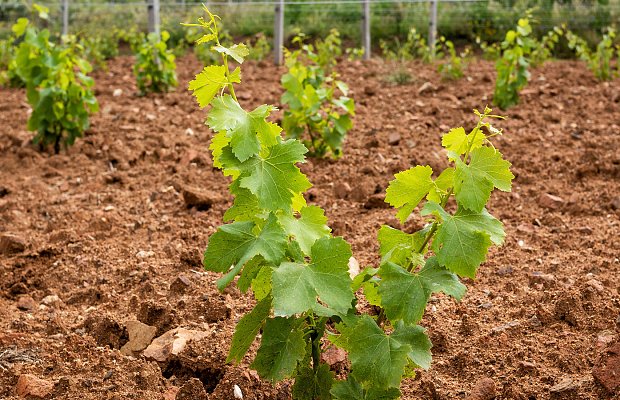 Νέες φυτεύσεις οινοποιήσιμου αμπελώνα: Τι πρέπει να γνωρίζει ο παραγωγός πριν προχωρήσει