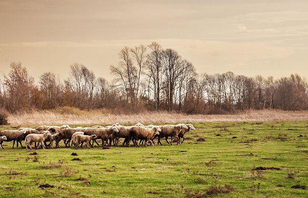 Σαρόπουλος για ΚΥΑ κατανομής βοσκοτόπων: Βάζουμε κριτήρια σε πραγματικούς κτηνοτρόφους αλλά όχι για στους ανύπαρκτους