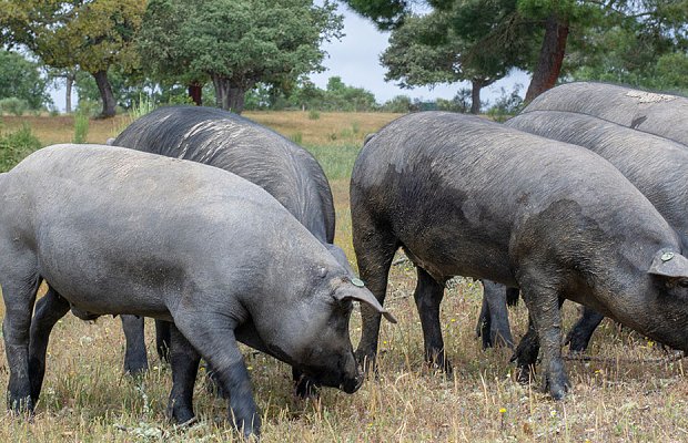 Για συνεχιζόμενη κλοπή βοσκοτόπων και κοινοτικών ενισχύσεων κάνουν λόγο οι εκτροφείς μαύρου χοίρου