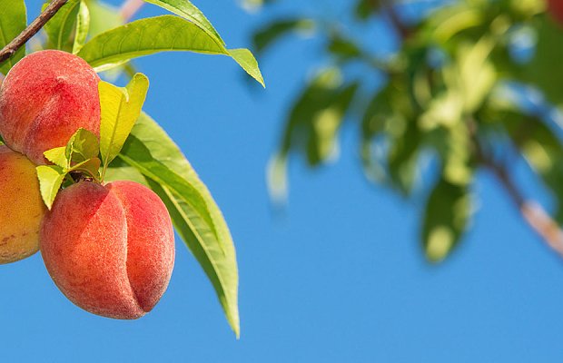 Μονίλια και θρίπες εναντίον ροδάκινων και νεκταρινιών: Χρήσιμες επισημάνσεις
