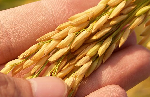 Ρύζι: Μείωση εκτάσεων, χαμηλές τιμές και έντονη επιφυλακτικότητα πριν τη σπορά