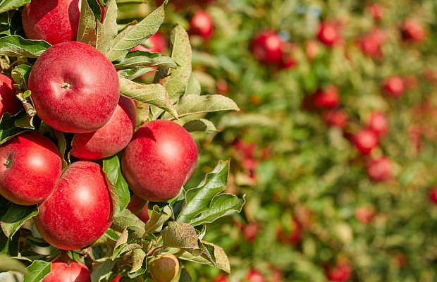 Μηλιά: Χρήσιμες Επισημάνσεις για τη Βασική Λίπανση