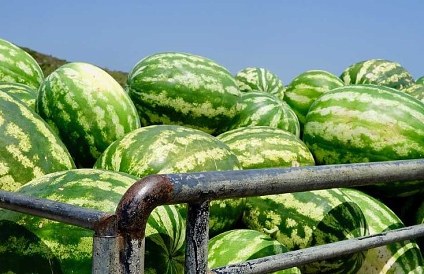 Καρπούζι: Από τις καλές τιμές των πρώιμων στις πιέσεις για τα υπαίθρια