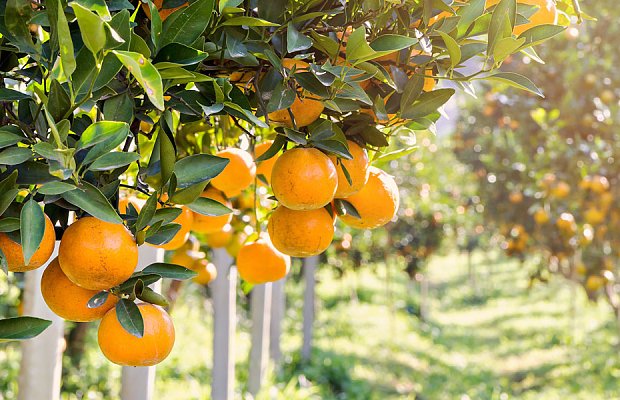 Εσπεριδοειδή: Από τη συγκομιδή στις πρώτες επεμβάσεις της νέας χρονιάς
