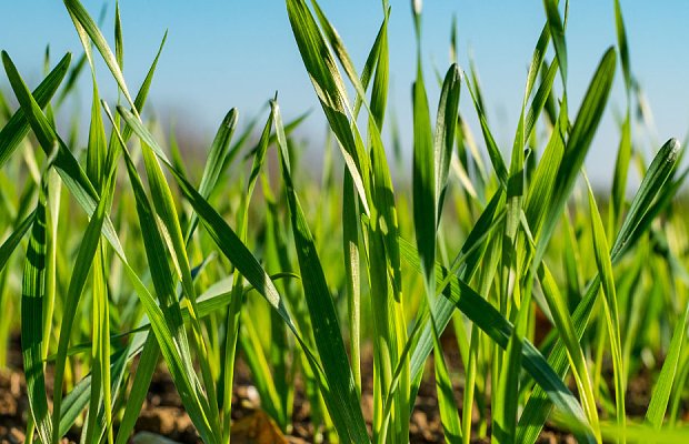 Σκληρό σιτάρι: ποια είναι η εικόνα της καλλιέργειας αυτή την περίοδο