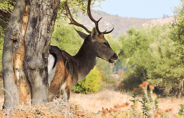 Ανεξέλεγκτη η κατάσταση στη Ρόδο με το πλατώνι