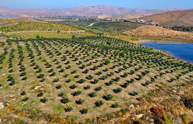 Από την έρημο στο οικοσύστημα: Το εγχείρημα στο Σίγρι της Λέσβου που έγινε πρότυπο