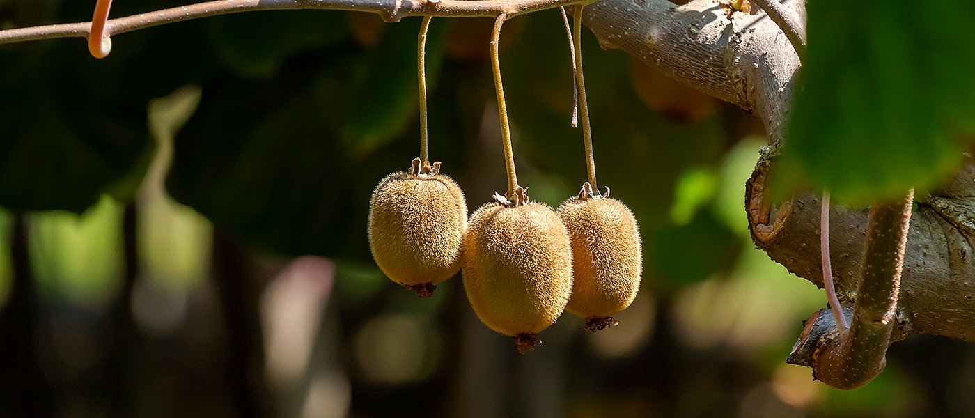 Ακαρπία και κόστος καλλιέργειας φέρνουν απογοήτευση στους παραγωγούς ακτινιδίων