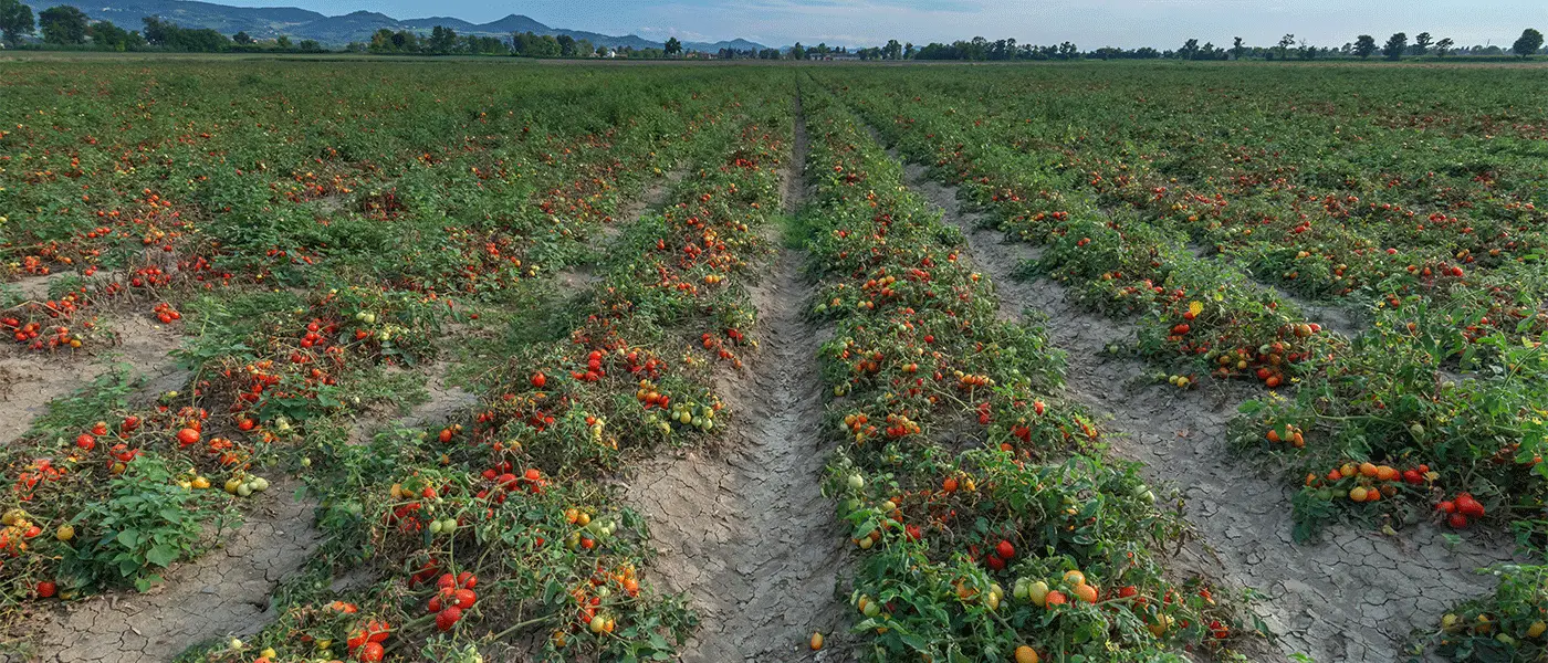 Ανοικτό παράθυρο αφήνει ο Λιβανός για συνδεδεμένη στη βιομηχανική ντομάτα