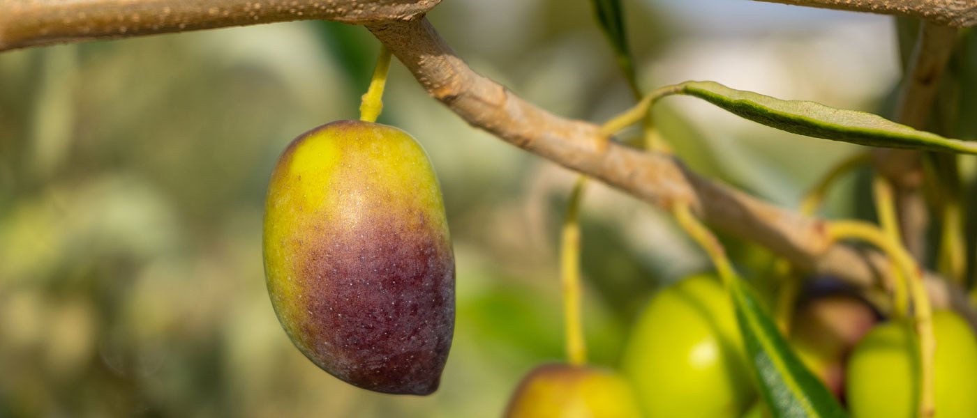 Αέρας ανόδου τιμών στην Καλαμών, πρόκριμα για βιώσιμες τιμές και τη νέα σέζον