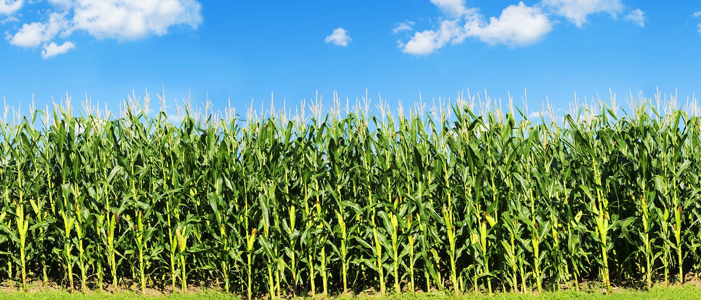 Κοντά στα 10 λεπτά ανά κιλό φέτος το ενσίρωμα του καλαμποκιού