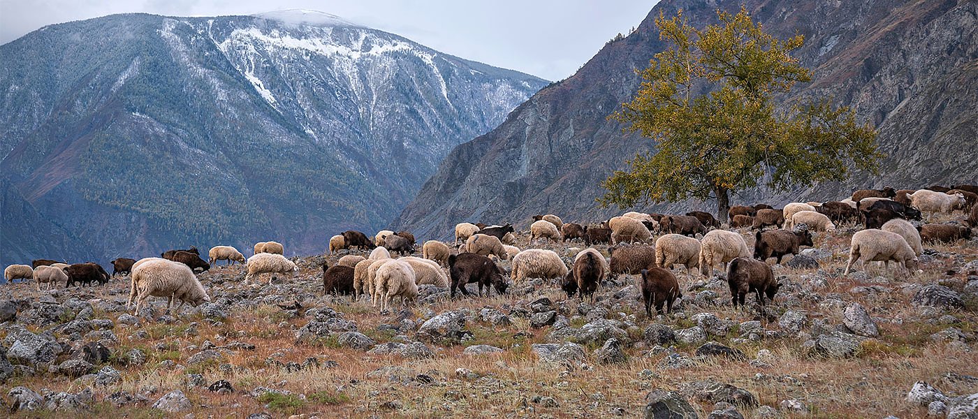 Καταγγελίες πυρόπληκτων ότι ξέμειναν από ζωοτροφές, τι απαντά η Περιφέρεια Στερεάς