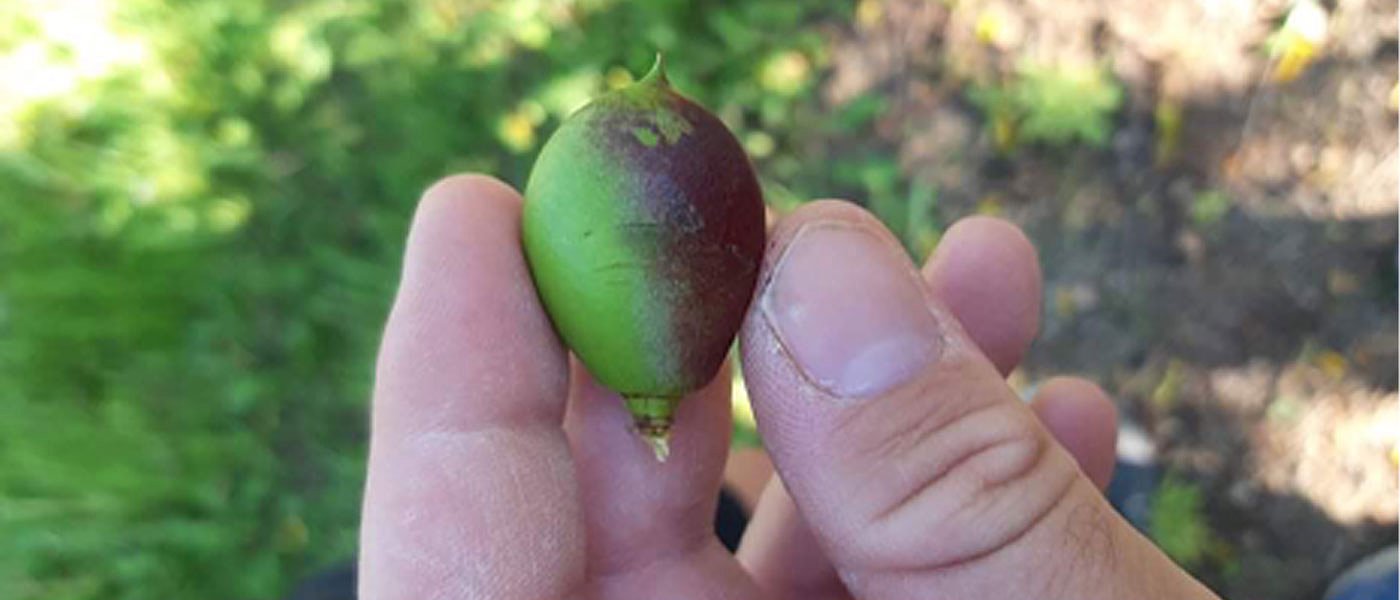 Τελειωτικό χτύπημα σε πυρηνόκαρπα και ακτινίδια από ενδεχόμενο νέο παγετό